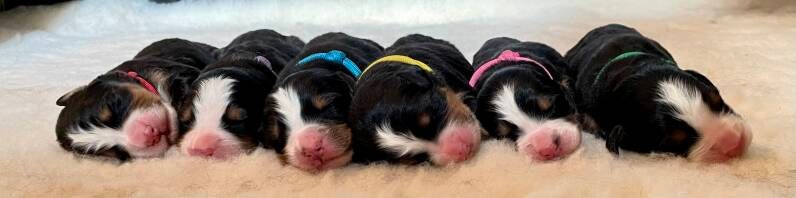 Berner sennen pups 1 weel oud
