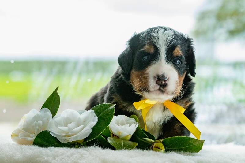 Berner Sennen achtergrond