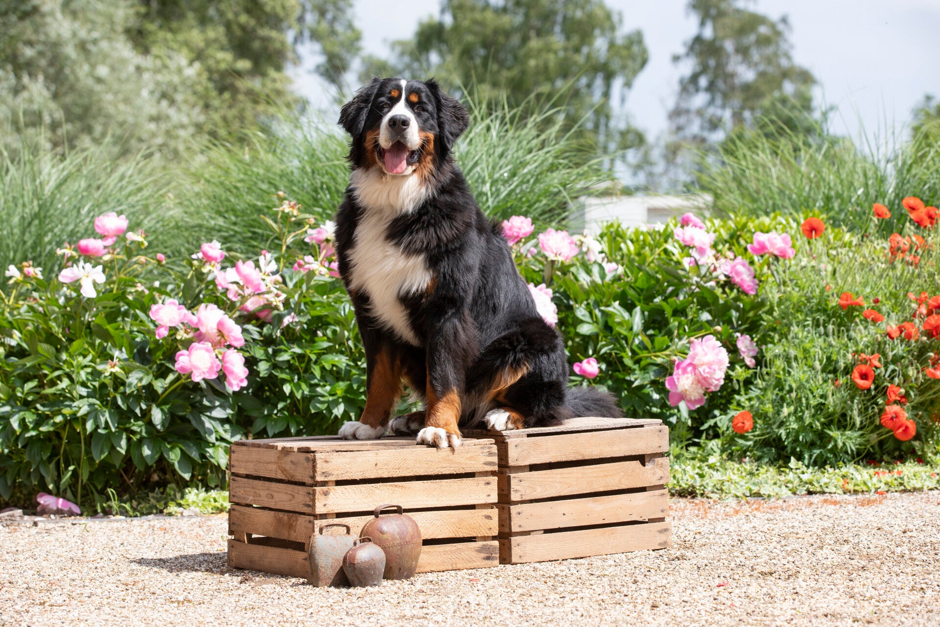 Berner Sennen pup uit België Kennel van 't Pachthof Fokker Christine v d Velde, Stamboom Sint Hubertus