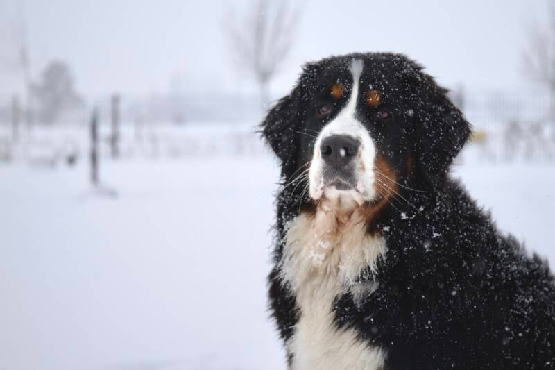 berner heeft het niet koud