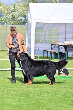 De Raad van Beheer heeft het beproefde en succesvolle concept van de Holland Cup nieuw leven ingeblazen vanaf 2021. De Benelux Winner Show, het samenwerkingsverband tussen Luxemburg, België en Nederland is helaas beëindigd.