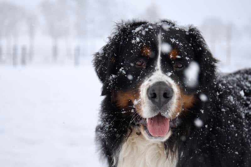 Mooie berner sennen mannetje