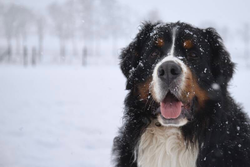 Berner sennen knuffelen