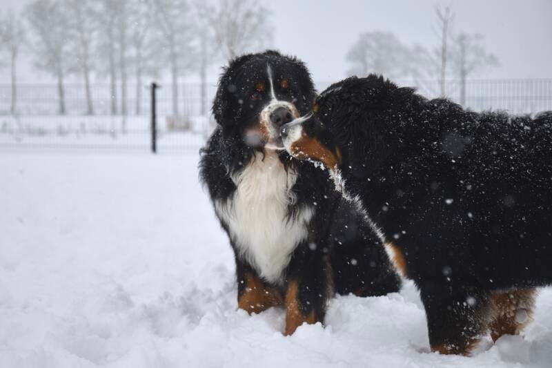 Berners geven kusjes