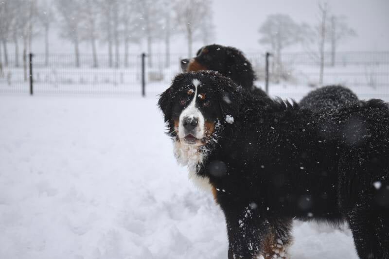 berner eigenwijs puberteit