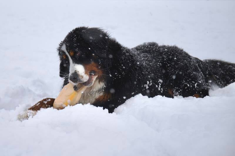 berner houdt van winter