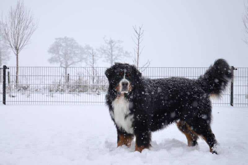 Sneeuw tussen de poten