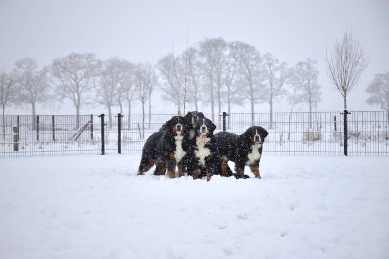 Berner wintervacht