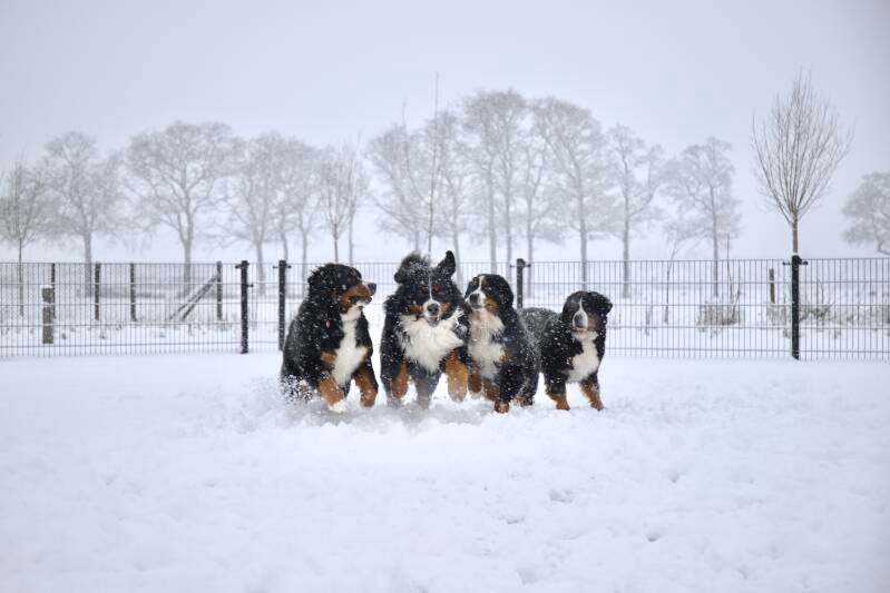 Berner sennenhonden sneeuwpret