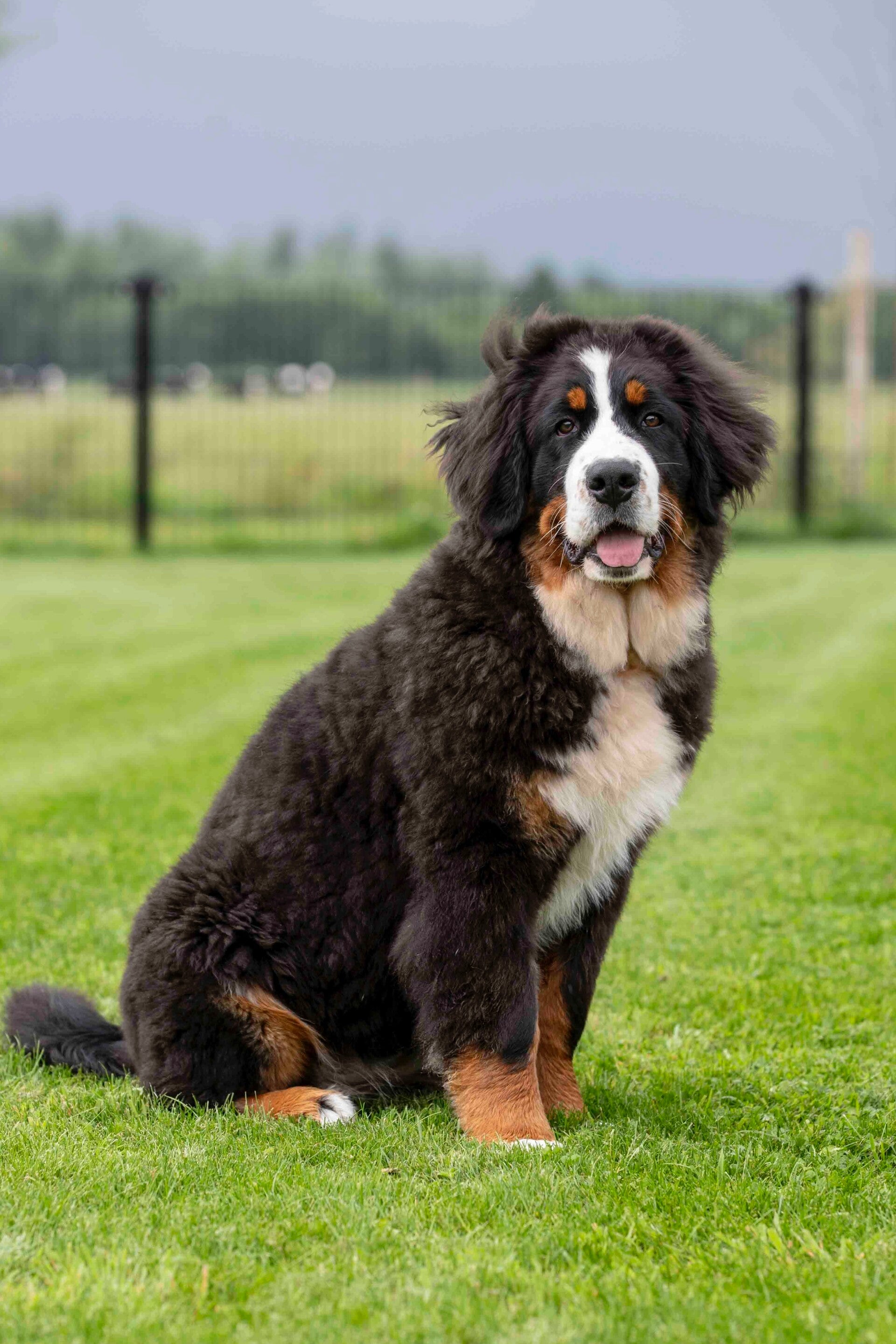 Mooi lief berner sennen puppy
