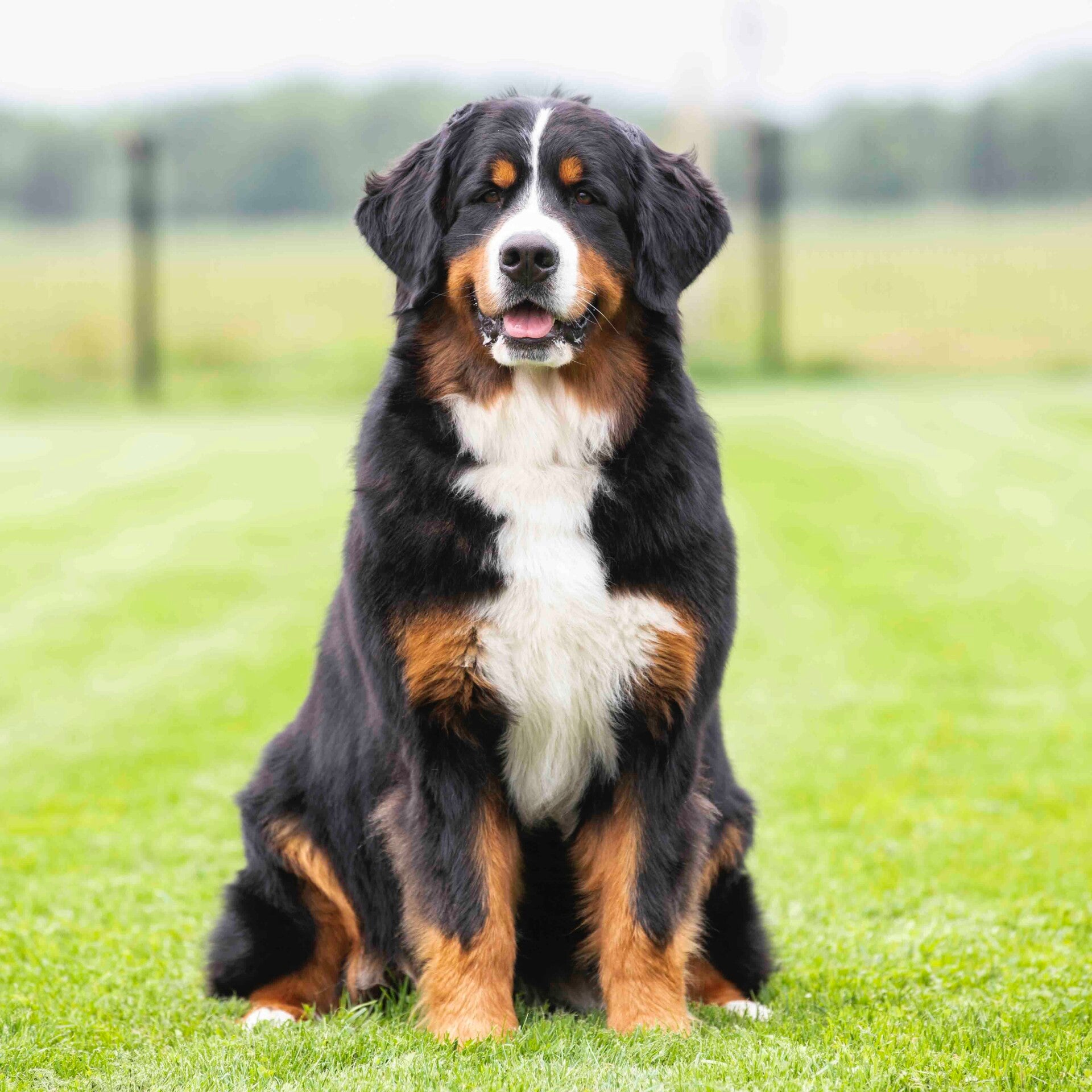 Mooi lief berner sennen puppy