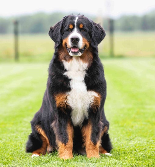 Berner Sennen pup teefje in het gras