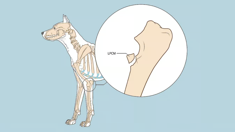 LPCM Bij een LPCM (los processus coronoideus medialis) is een klein deel van de ellepijp aan de binnenkant van het gewricht losgeraakt. Dit veroorzaakt irritatie en pijn in het gewricht.