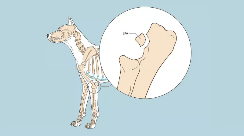 LPA Als uw hond last heeft van een LPA (los processus anconeus) is de uitstulping van de ellepijp die met het opperarmbeen scharniert afgebroken. Het processus anconeus ontstaat uit een stukje kraakbeen en groeit in de eerste vijf maanden van een hondenle