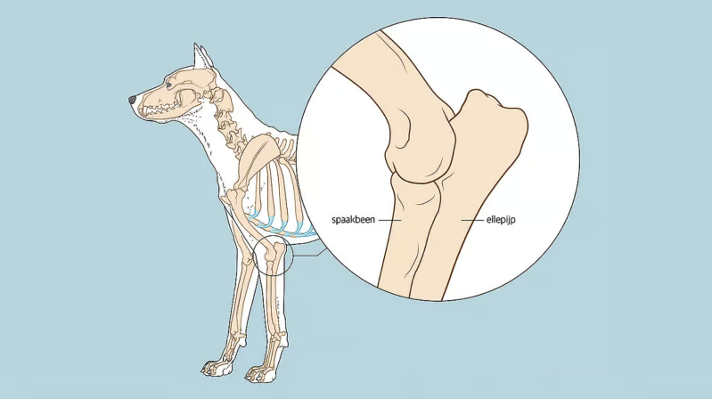 Incongruentie Bij incongruentie groeien de ellepijp en het spaakbeen niet even snel waardoor er een stapje ontstaat tussen de ellepijp en het spaakbeen. Hierdoor kan het gewricht niet goed scharnieren en dit kan voor pijn zorgen bij het bewegen van de ell