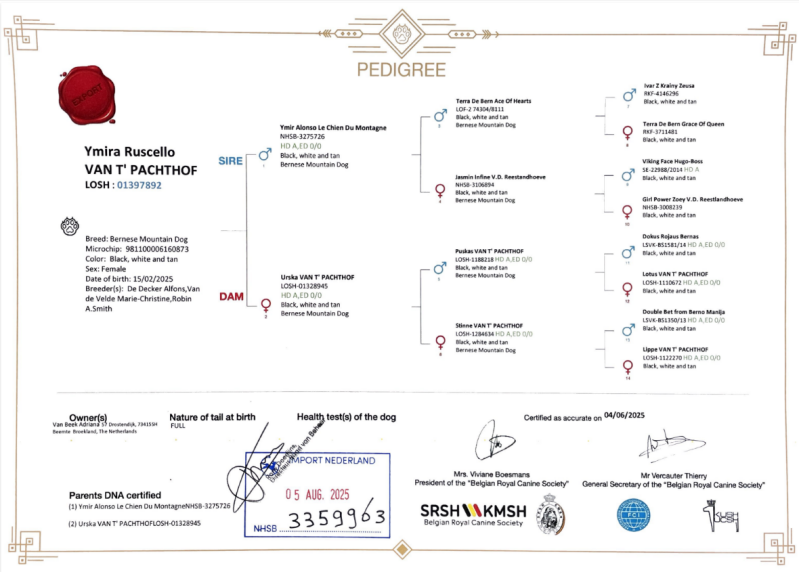 Stamboom Sint Hubertus Belgie