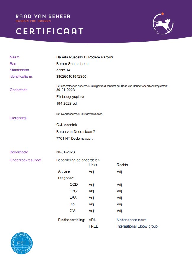 ED Raad van Beheer Berner Sennenhond Voorkom elleboog problemen