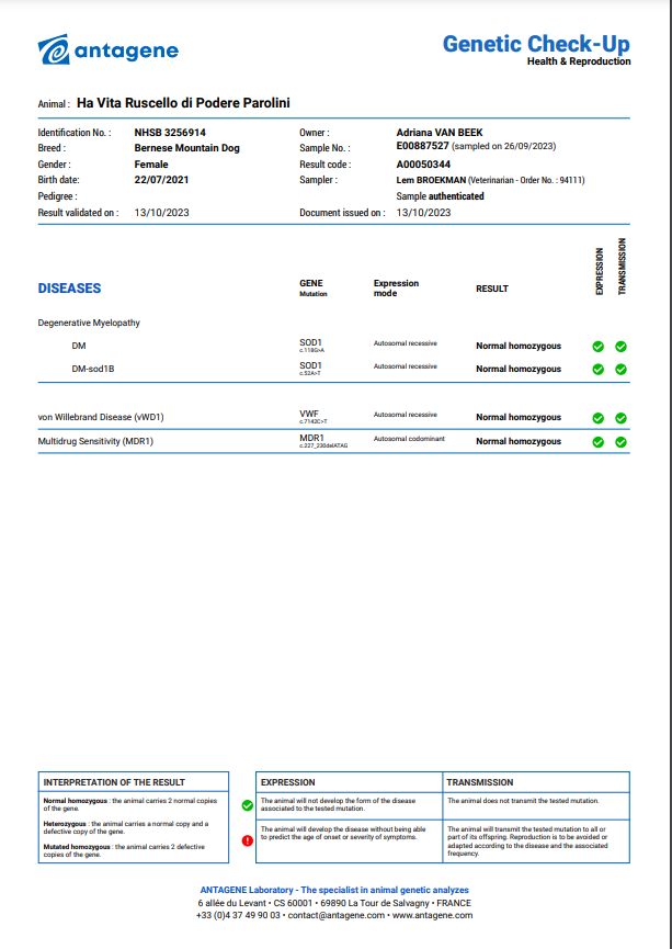 Antagene pretest Berner Sennenhond. wolfsklauw of hubertus klauw