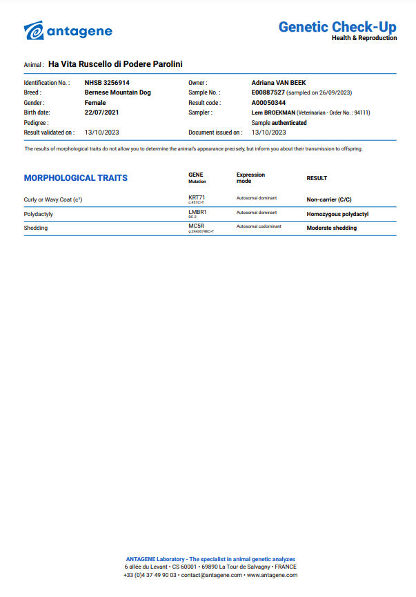 Antagene pretest Berner Sennenhond. Gladde vacht of krulvacht