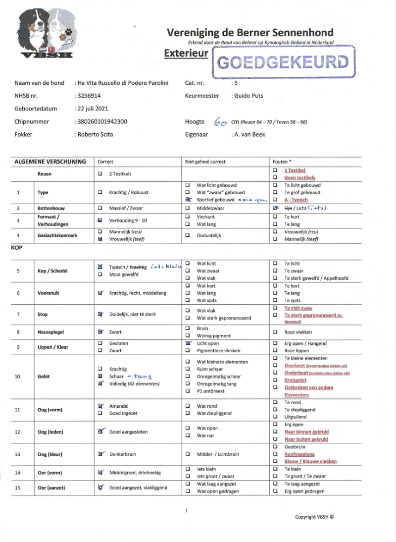 Exterieur Berner Sennenhond. Bruine ogen