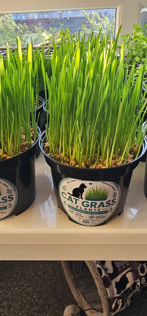 Fresh Cat Grass Plant in Edinburgh
