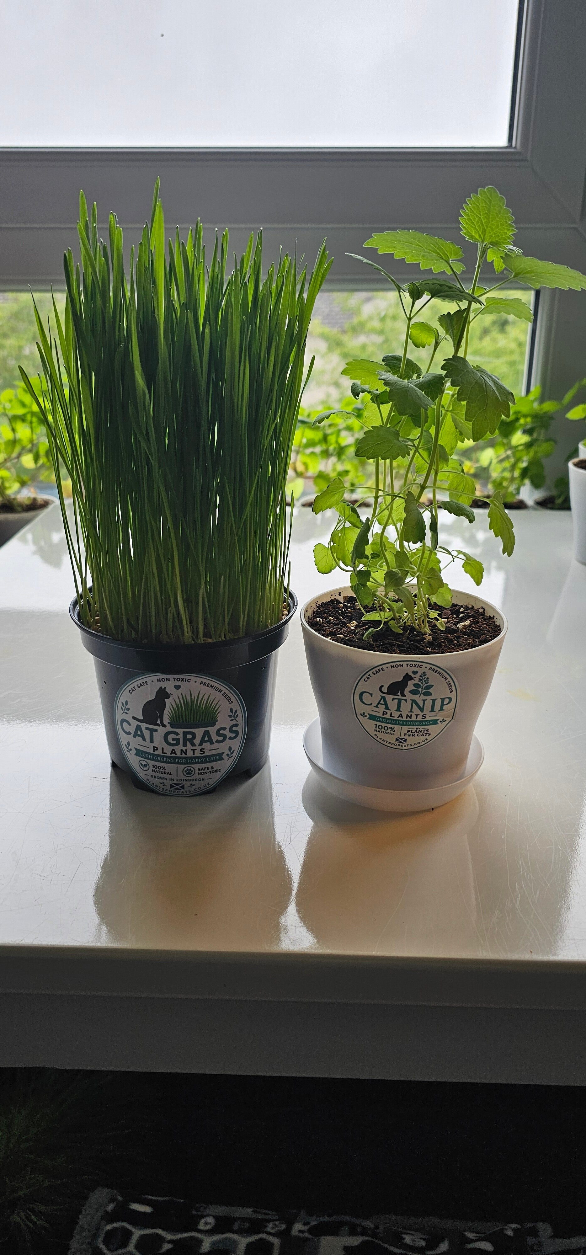 Live Cat Grass & Catnip Plant Bundle