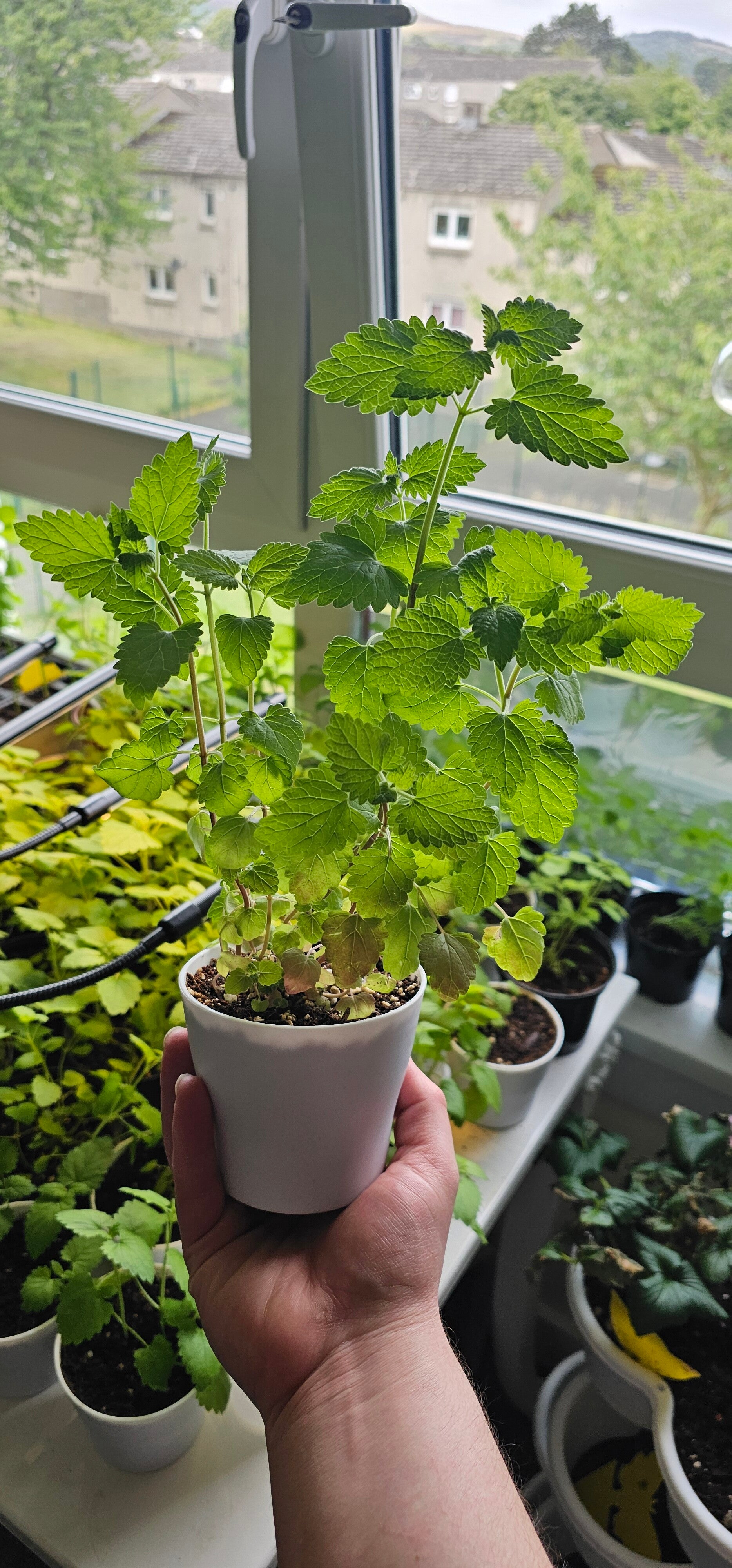 Live Catnip Plant (Nepeta cataria)