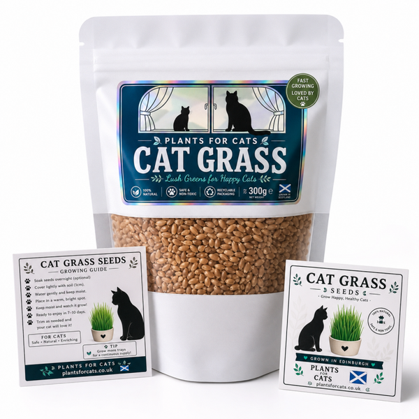 Cat Grass Seeds (Wheatgrass) 300g – Grow Fresh Indoor Grass for Cats – Pet Safe
