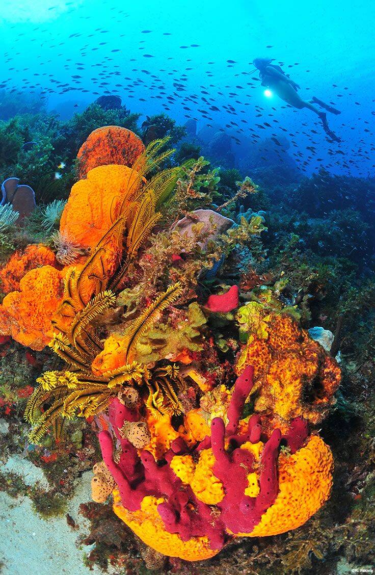 Plongée sous-marine