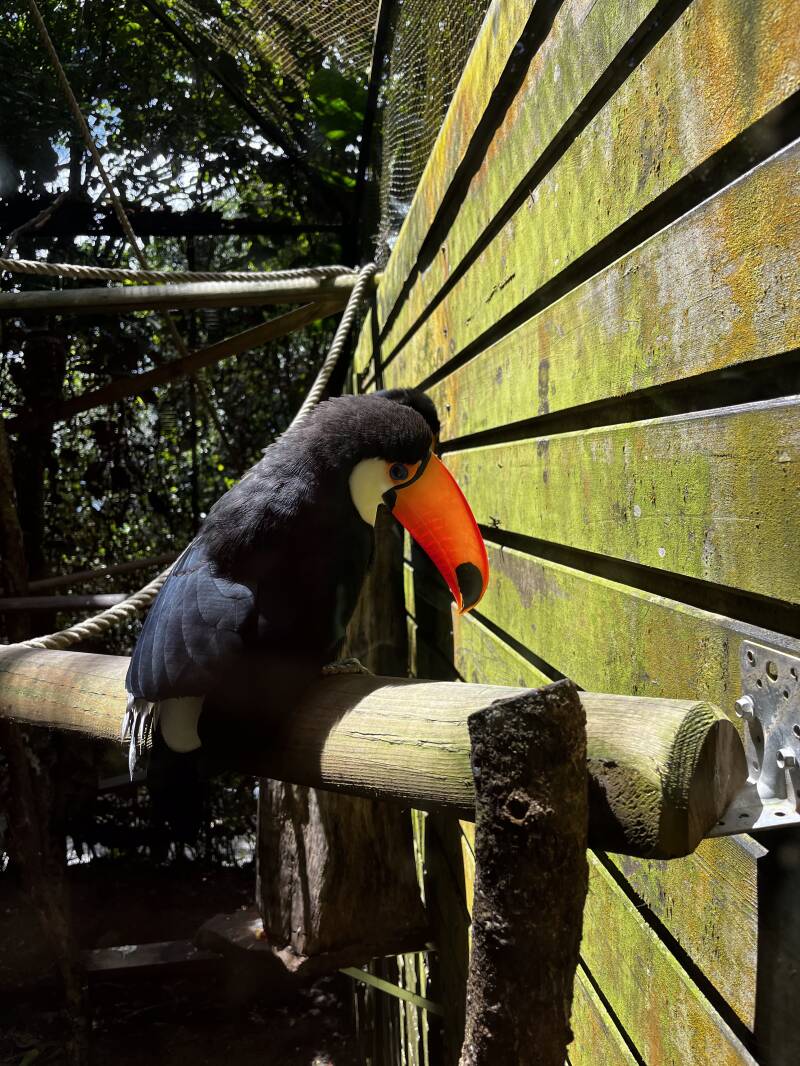 Toucan, Parc des Mamelles