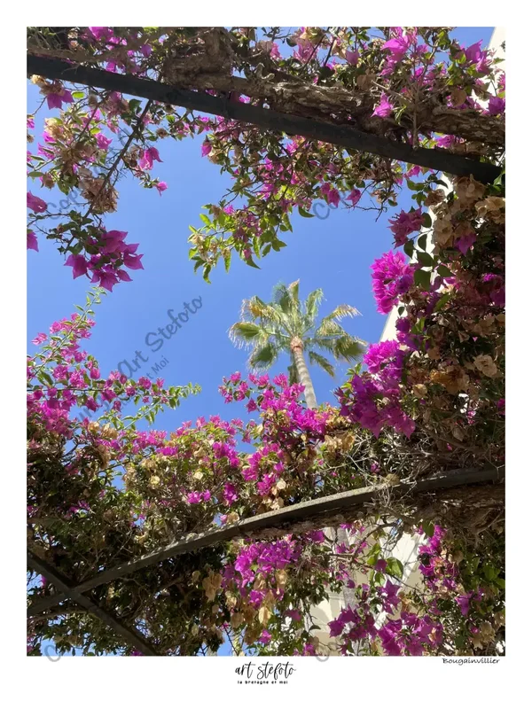 Bougainvillier