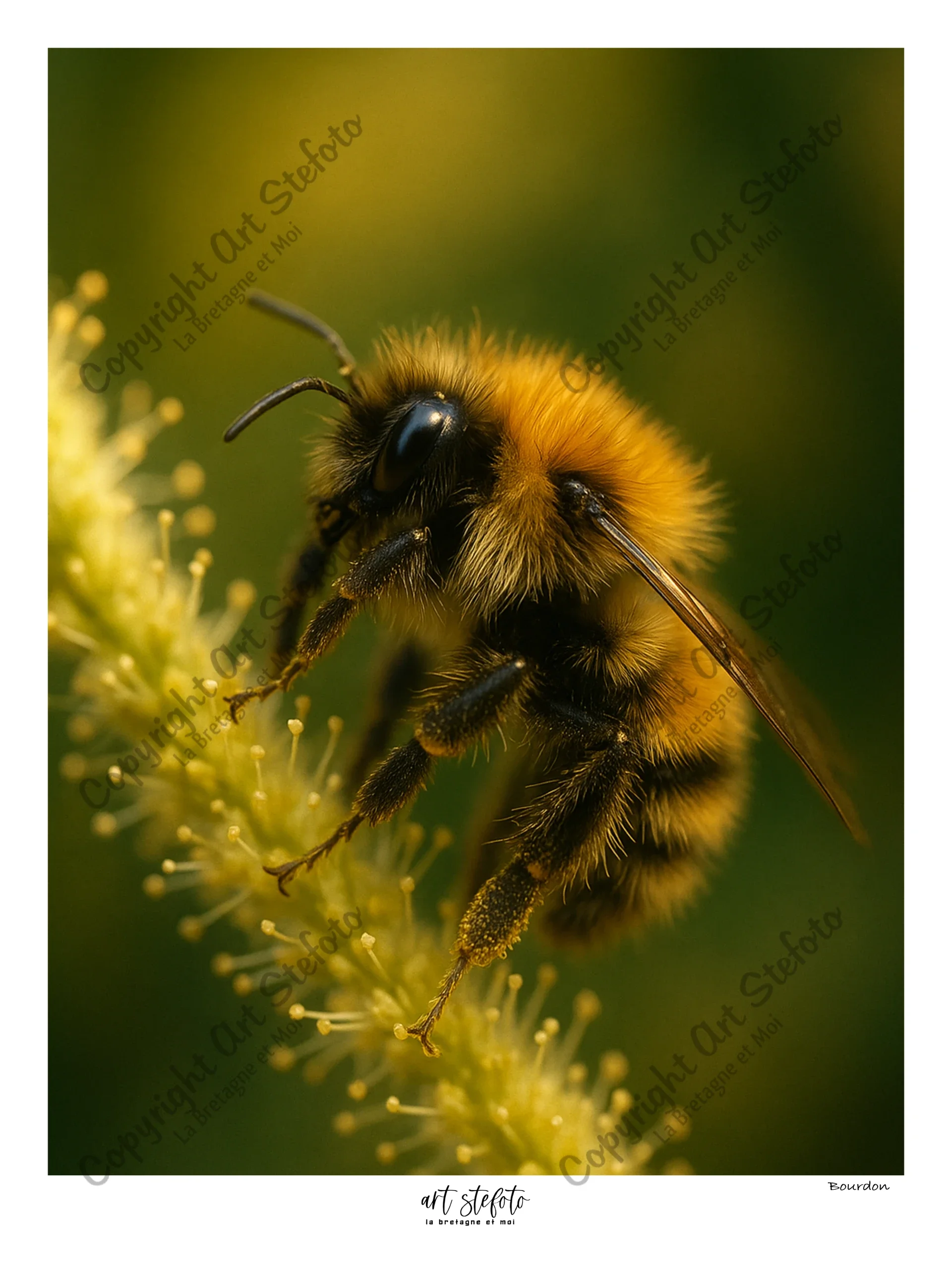 Macro photo d’un bourdon posé sur une fleur en Bretagne, détail de la faune et de la nature bretonne.