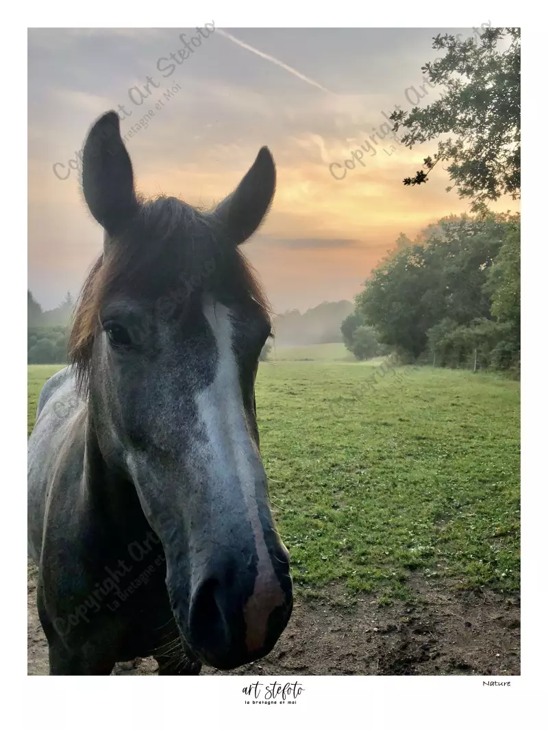NAture cheval champetre campagne Brigitte bardot