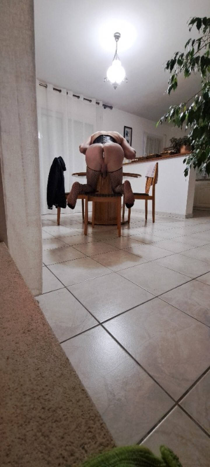 chienne stefany