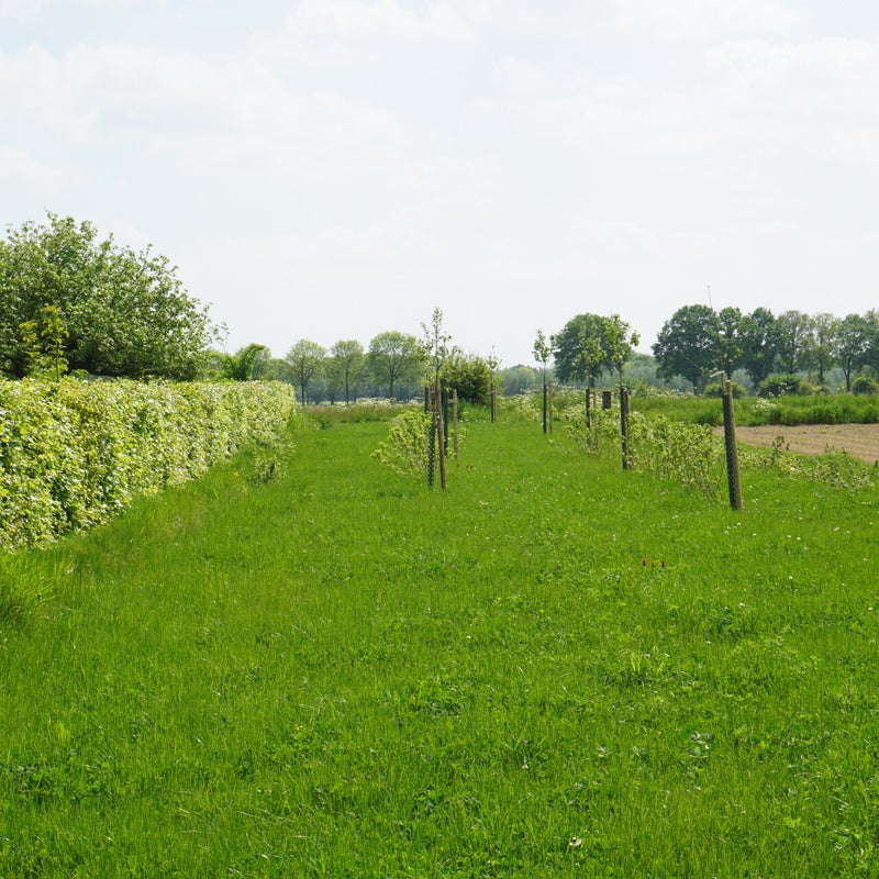 Nieuwe bomen in de boomgaard