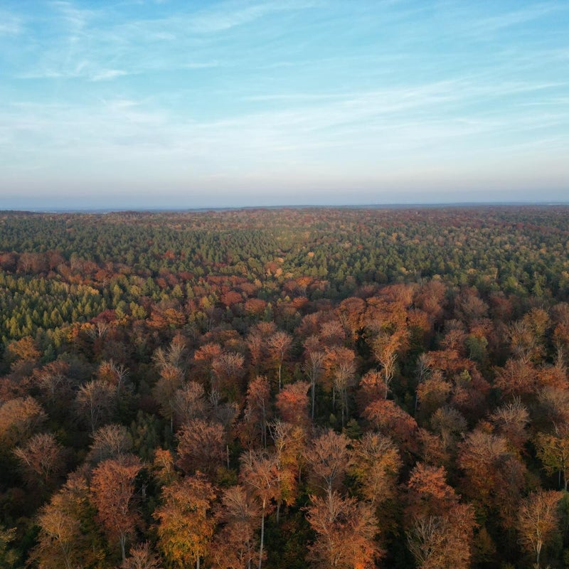 Herbstlicher Wald um die Ferienwohnung herum