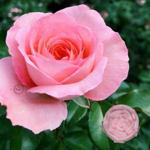 Fondant rose