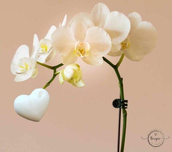 Petit fondant Orchidée blanche