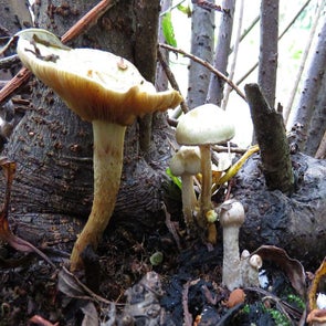 bleekgelebundelzwam241015bb.jpg