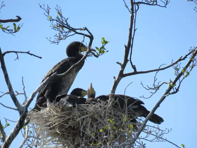 aalscholver-nest-jongen-06-05-2016a.webp