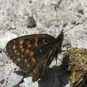 woudparelmoer24617b.jpg
