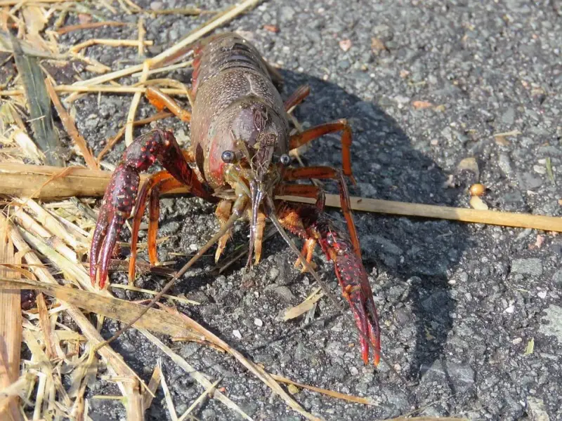 amerikaansrivierkreeftje31817b-standard.webp