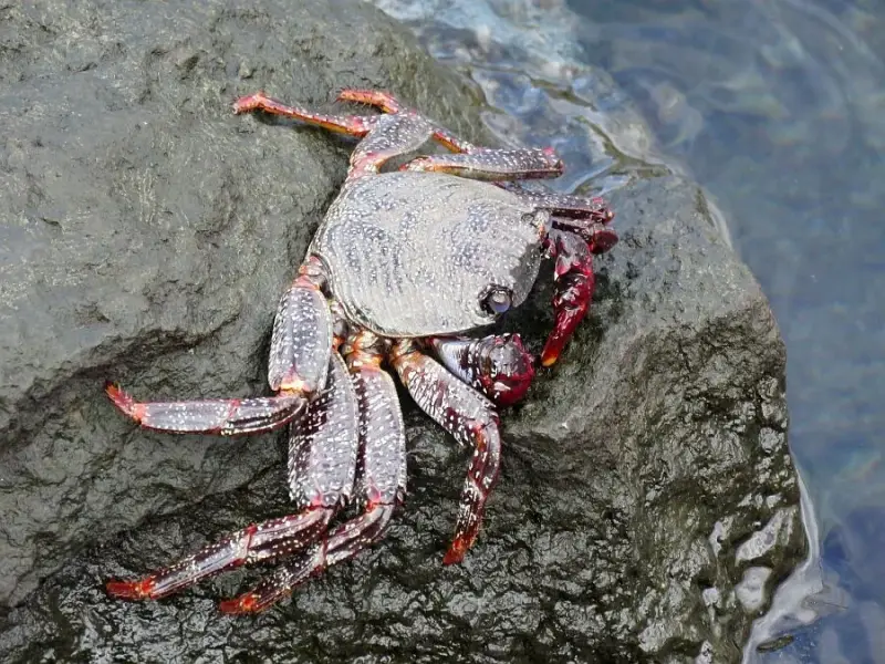 atlantischerodekrab251116b-standard.webp