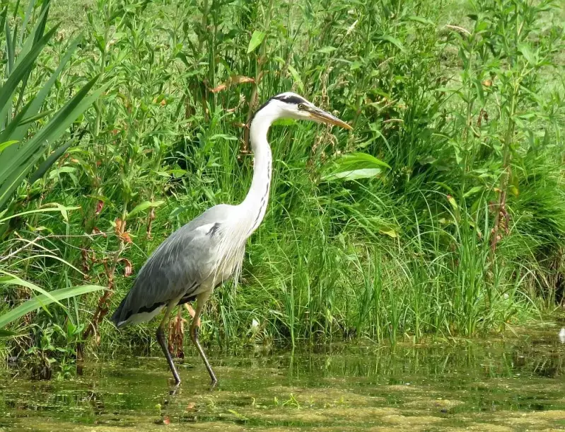blauwereiger-07-06-2018.webp
