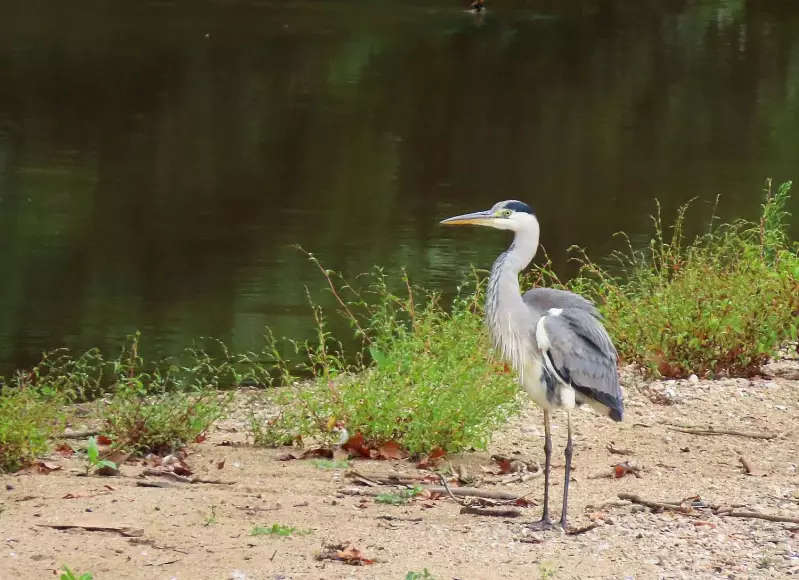 blauwereiger-18-09-2021.webp