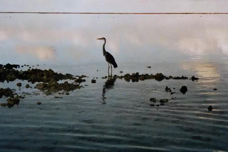 blauwereiger-embudu-maladiven.webp