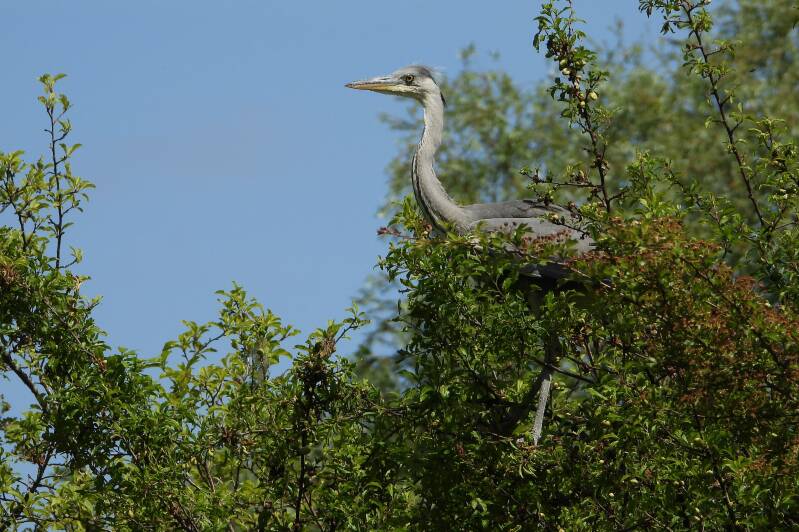 blauwereiger-jong-01-06-2023b-1.jpg