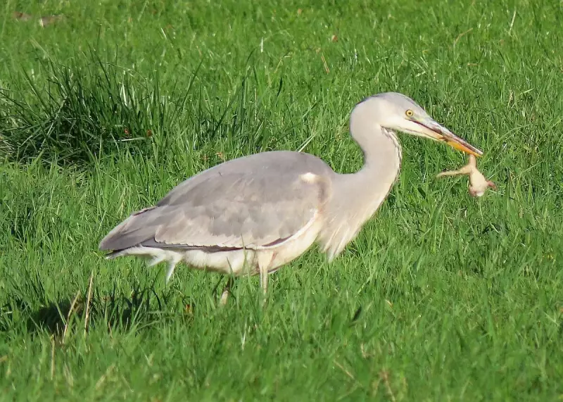 blauwereiger-kikker-06-11-2020.webp
