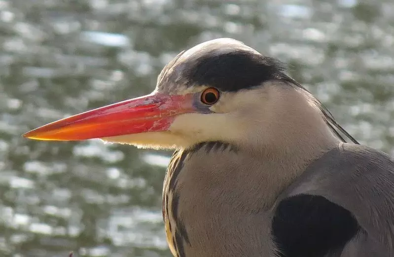 blauwereiger-portret-06-02-2015.webp