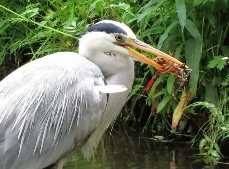 blauwereiger-rivierkreeft-12-06-2017.webp
